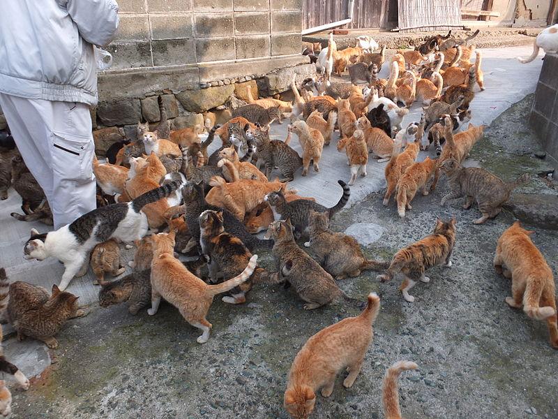 Cat Islands: Die 5 Katzeninseln der Welt