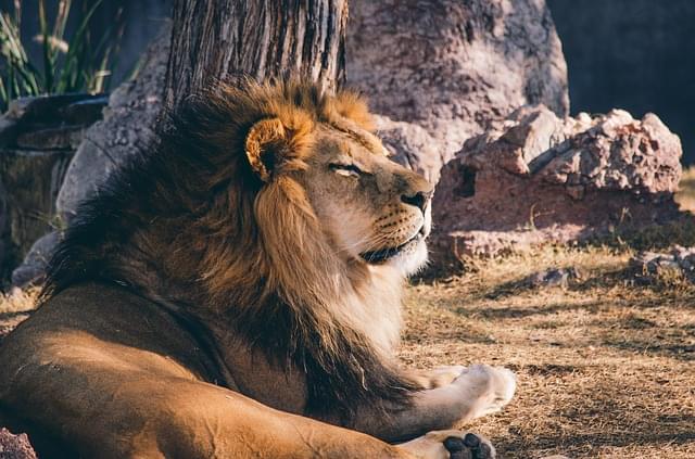 lion zoo 6