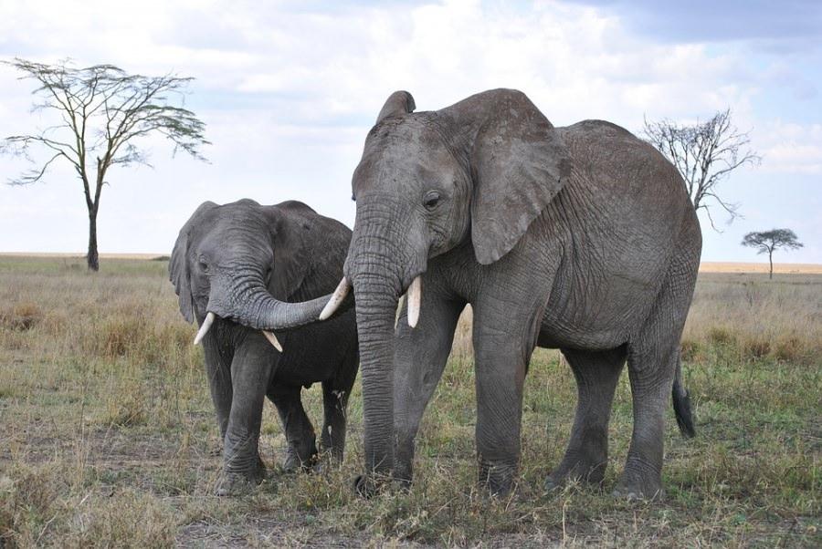 Best Time to Visit Tanzania: Climate and Ideal Period for a Safari