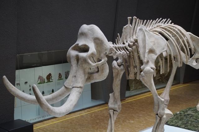 mammoth skeleton natural history museum stuttgart