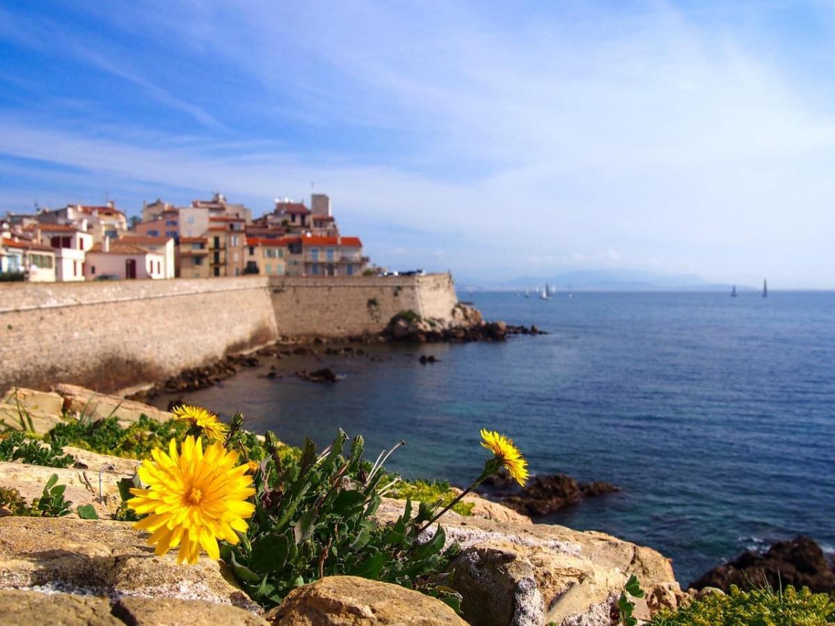 Dandelion Antibes French Riviera
