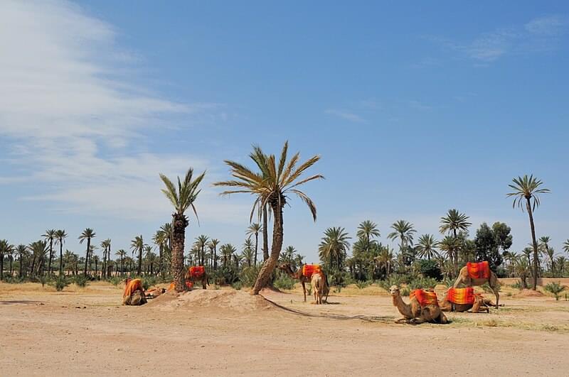 marrakech oasis