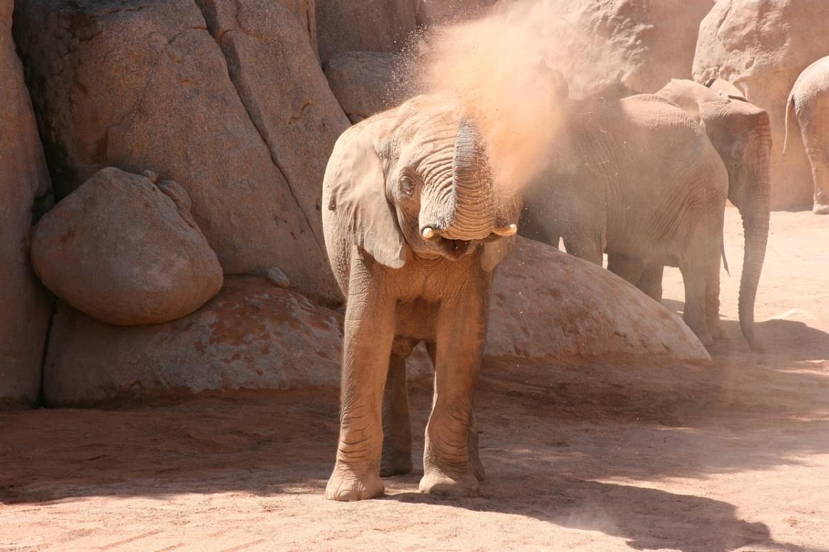 elephant valencia biopark spain